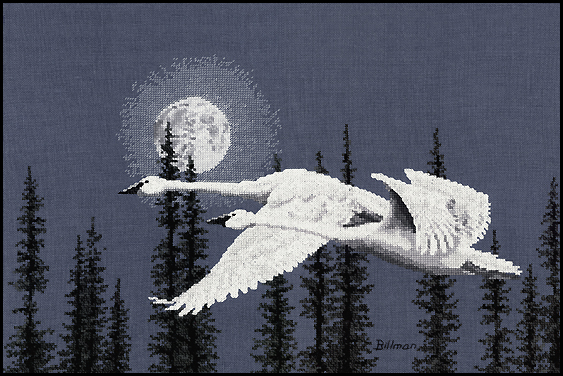 Night Moves (Trumpeter Swan)